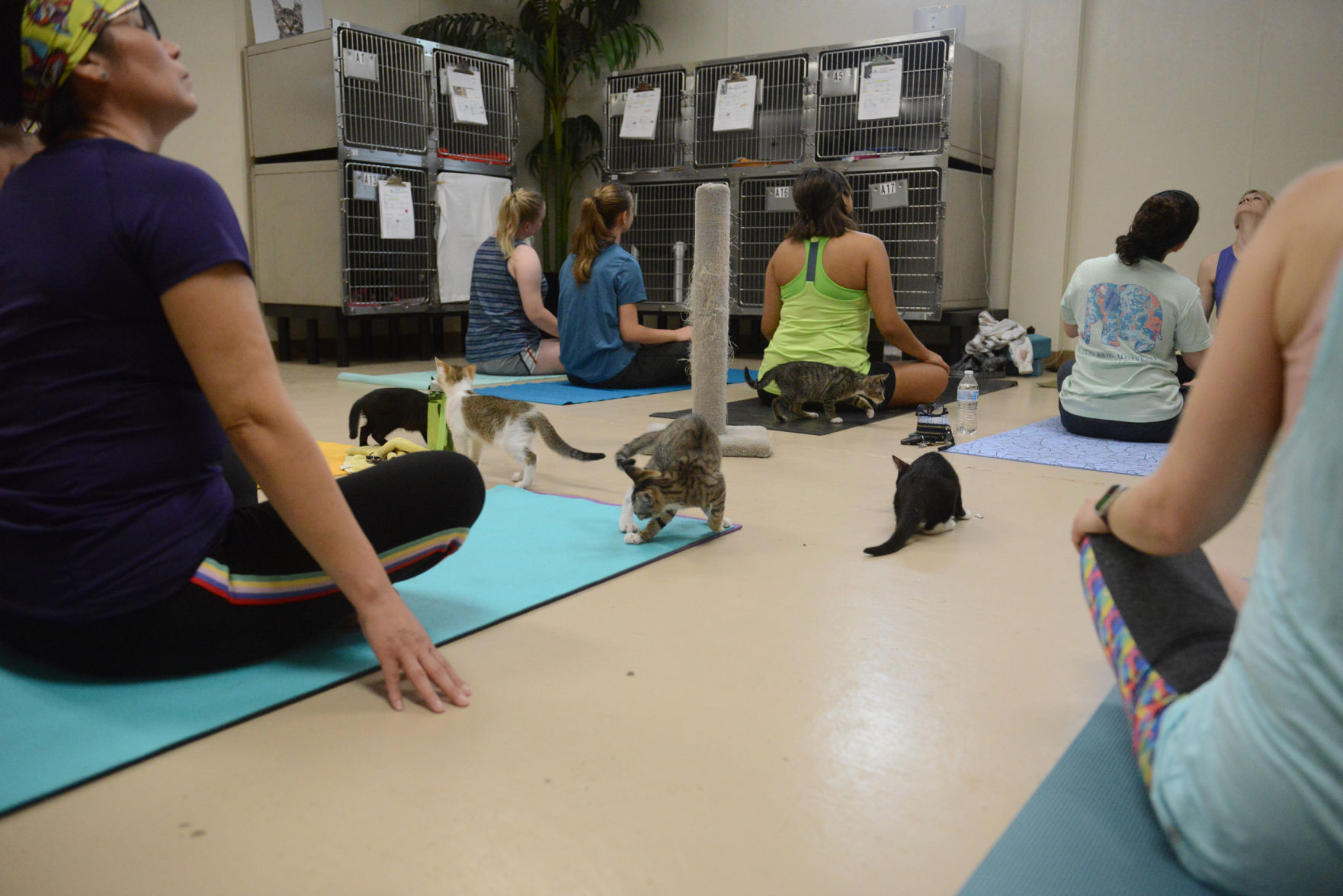 Cat Yoga at Aggieland Humane Society